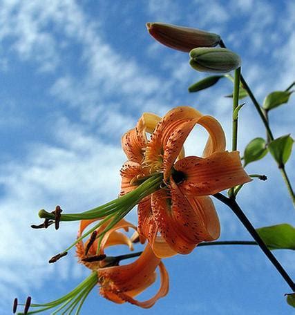 百合花风水|百合的寓意与象征风水（揭示百合的文化内涵和风水作。